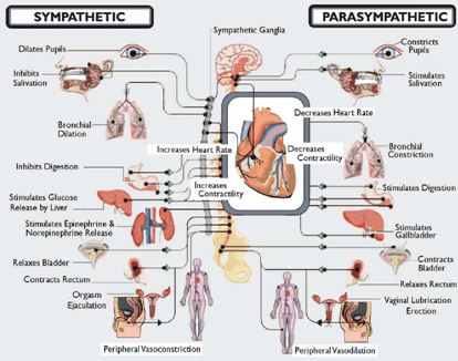 autonomic nervous system receptor chart