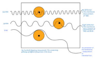 BIA (Bioelectrical Impedance Analysis): Definition, Purpose, and